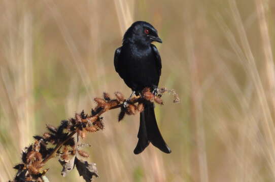 Image of Fork-tailed Drongo