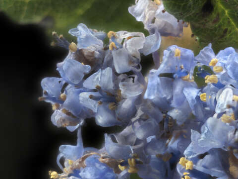 Image of Hearst Ranch buckbrush