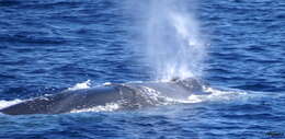 Image of Common Rorqual