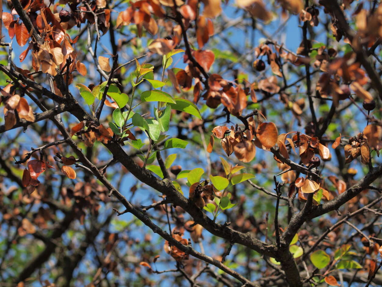 Слика од Pyrus communis subsp. pyraster (L.) Ehrh.