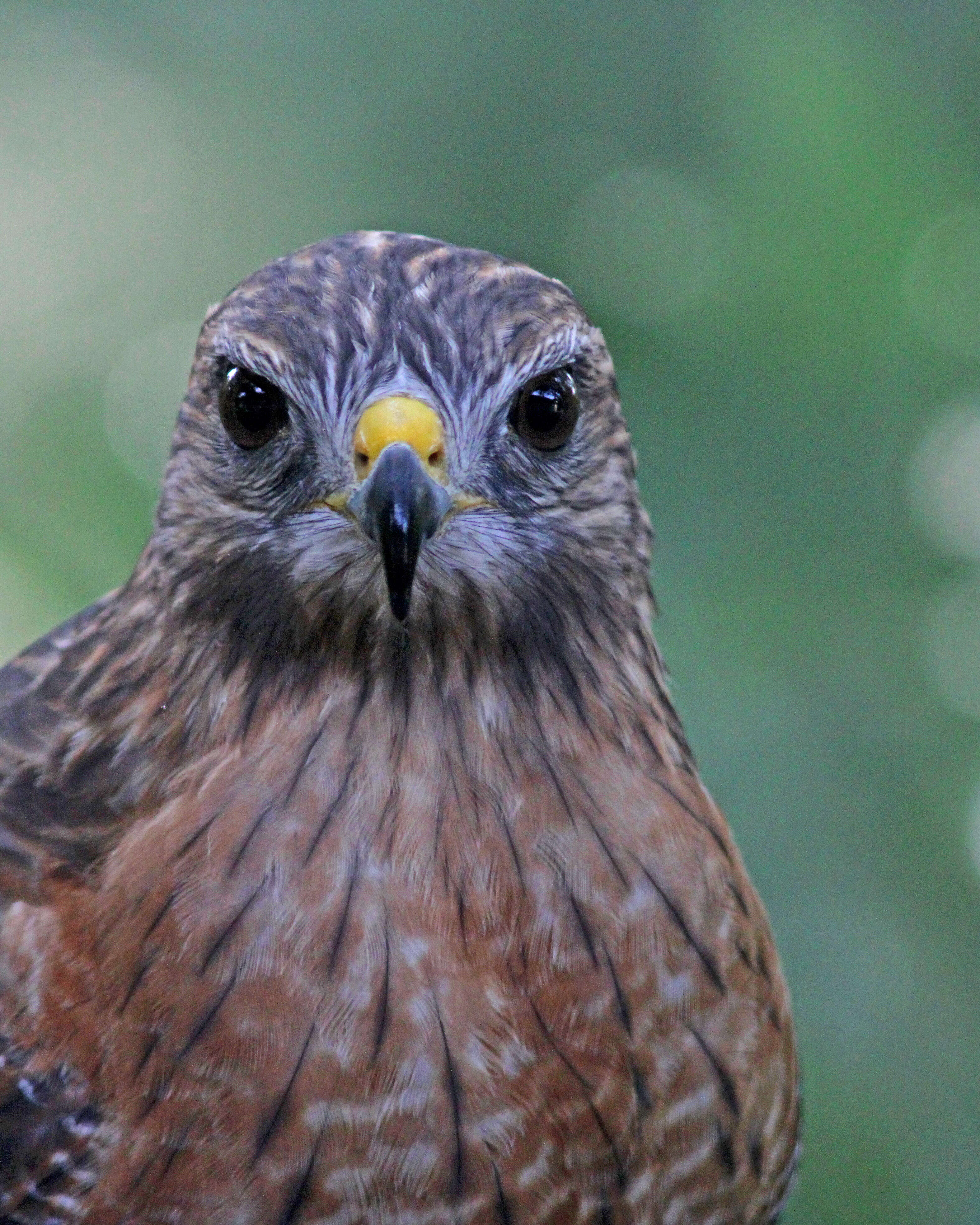 Image of Buteo Lacépède 1799