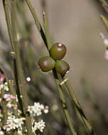 Image of Leptomeria