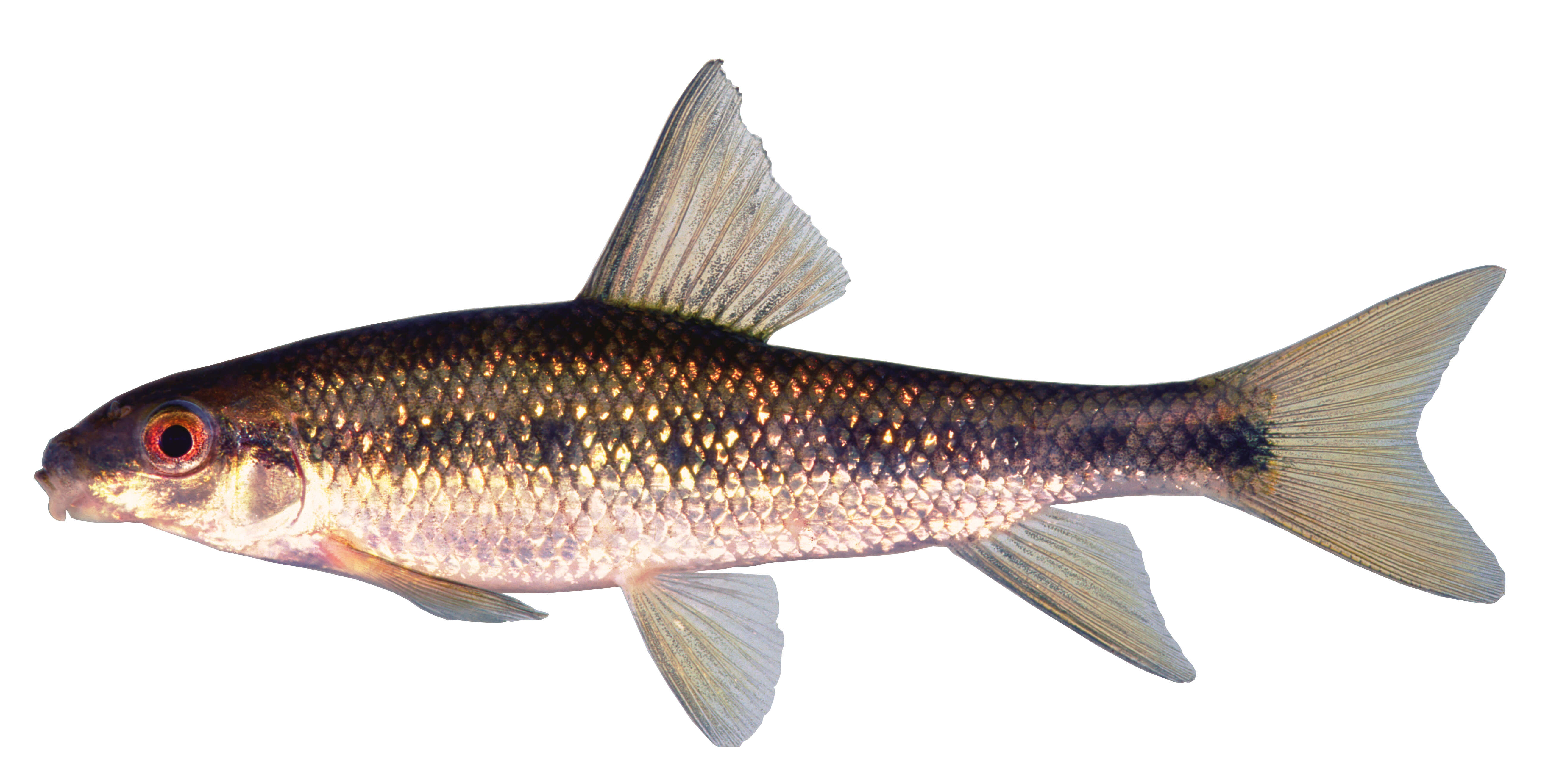 Image of Sharpfin chubsucker