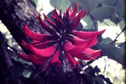 Image of Coral tree