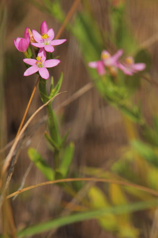 Image of Centaury