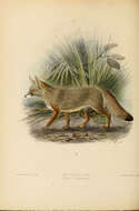 Image of Foxes