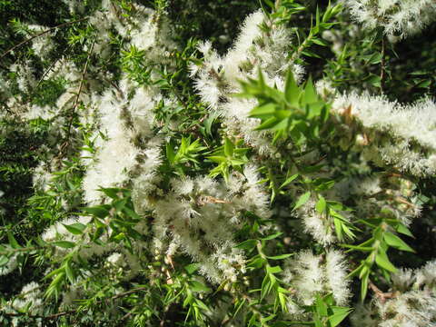 Image of prickly-leaf teatree