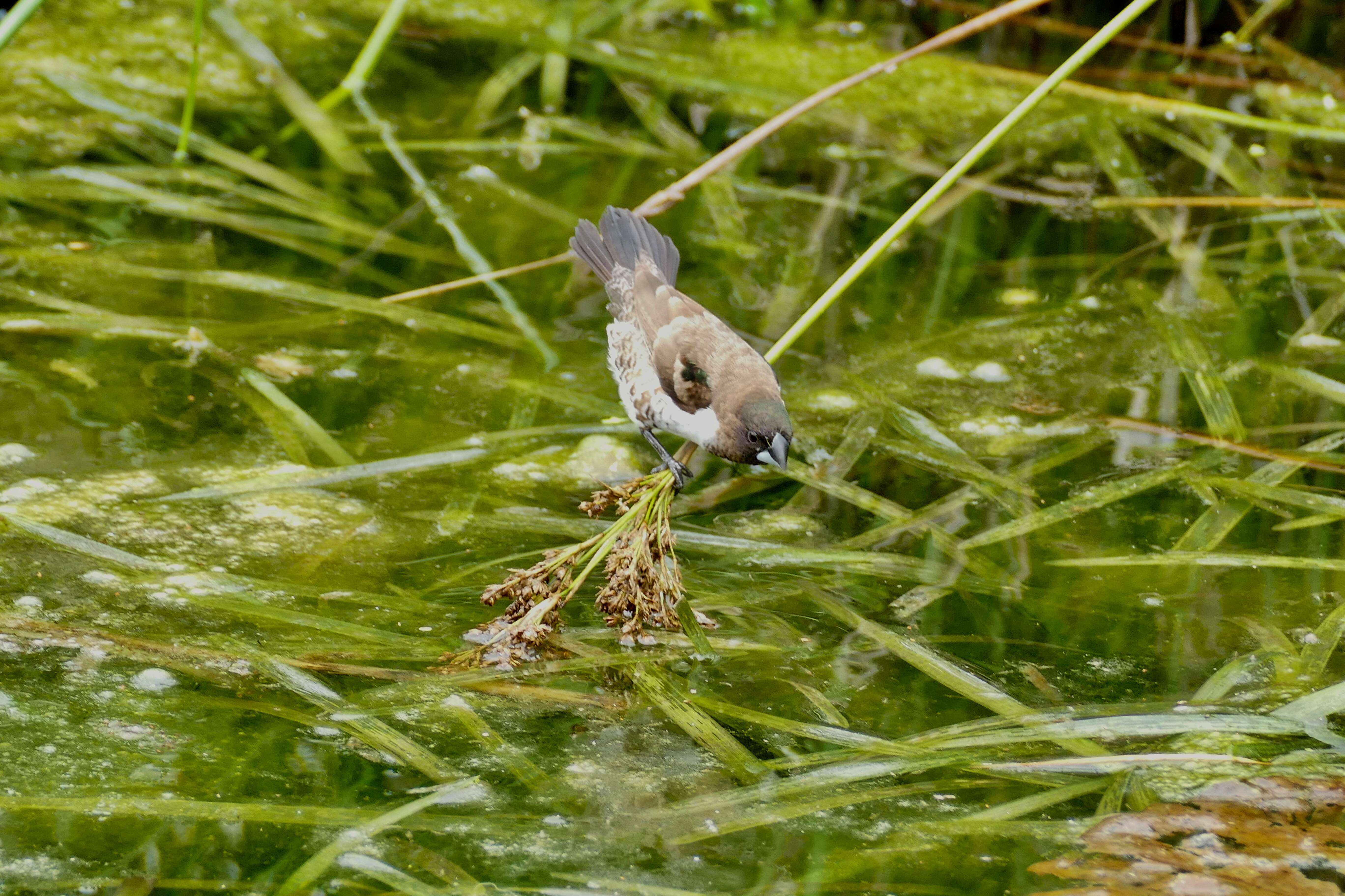 Image de Spermestes cucullatus