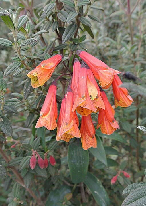 Image of Bomarea hirsuta (Kunth) Herb.