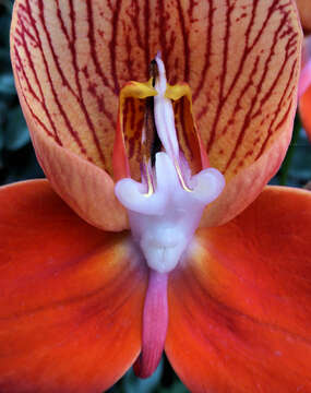 Image of Red Disa