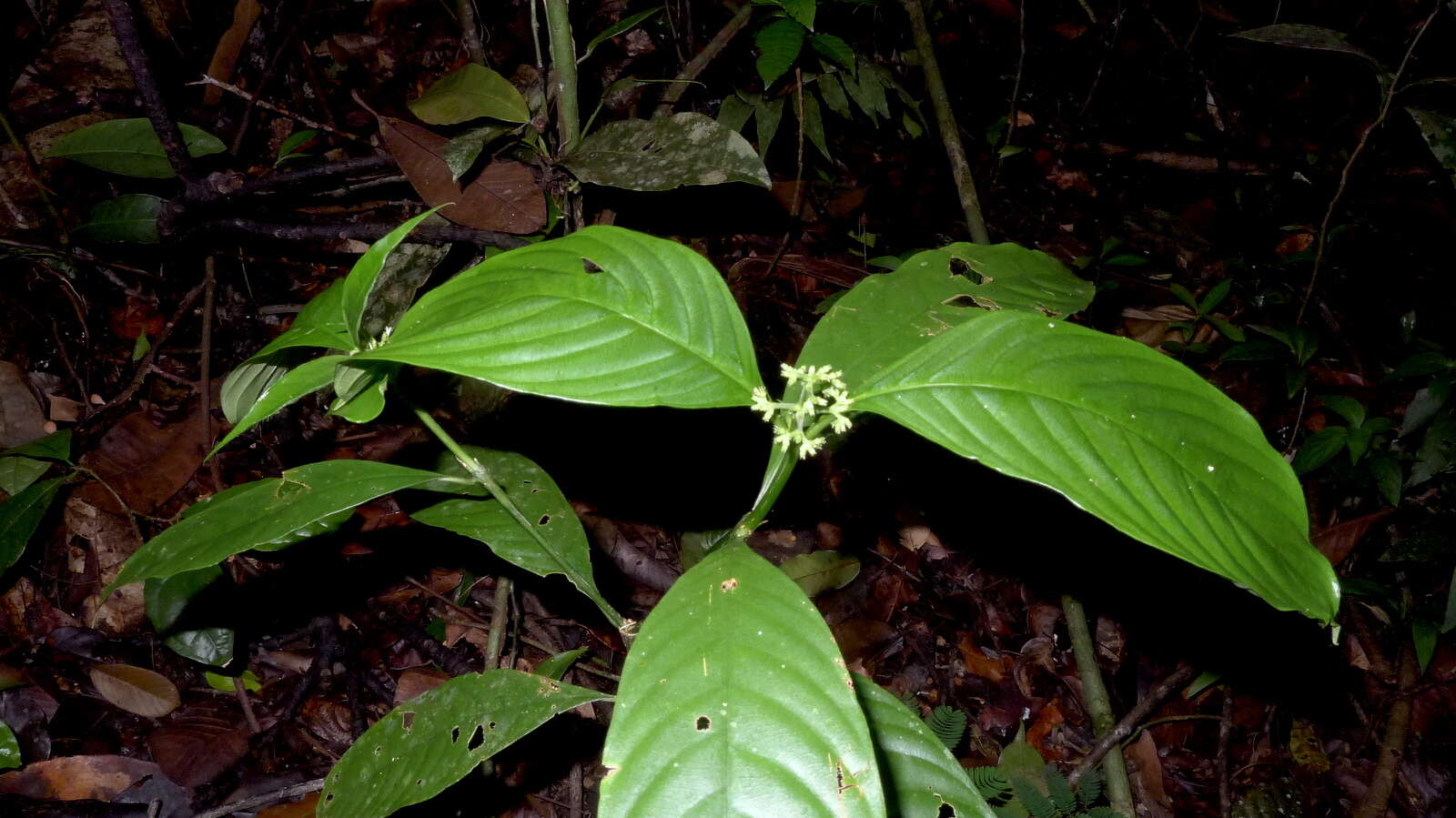 Imagem de Palicourea racemosa (Aubl.) Borhidi