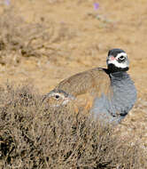 Image of Blue Bustard