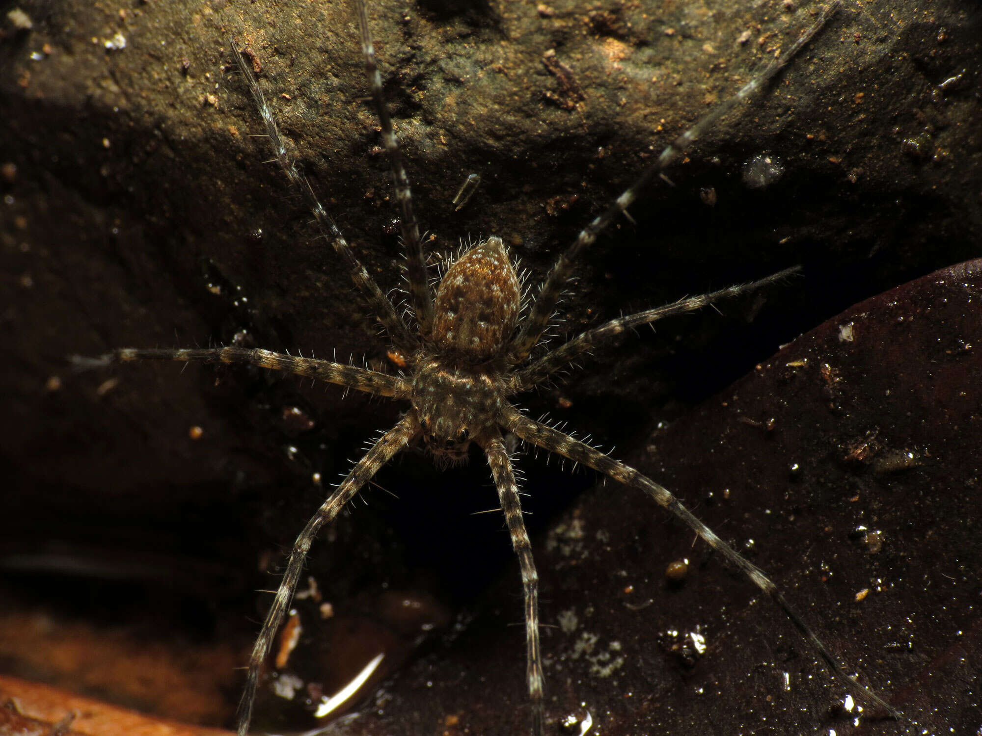 Image of Trechalea extensa (O. Pickard-Cambridge 1896)