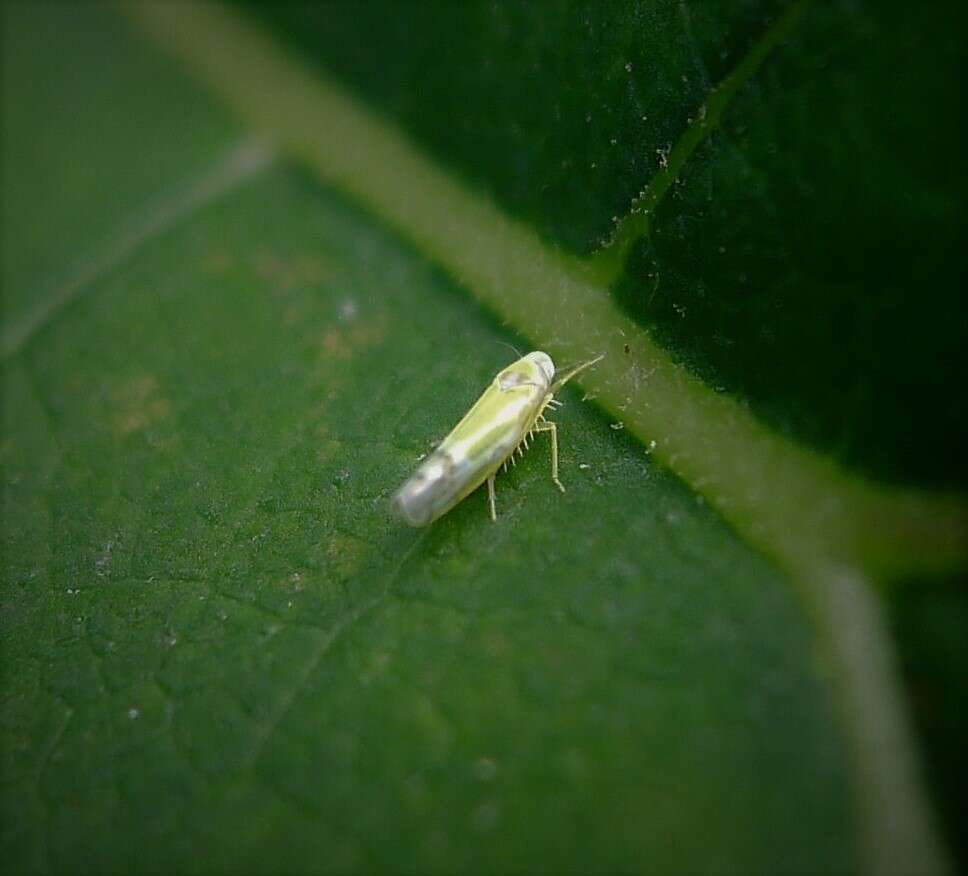 Image of Leafhopper