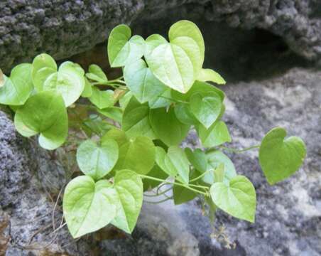 صورة Dioscorea chouardii Gaussen