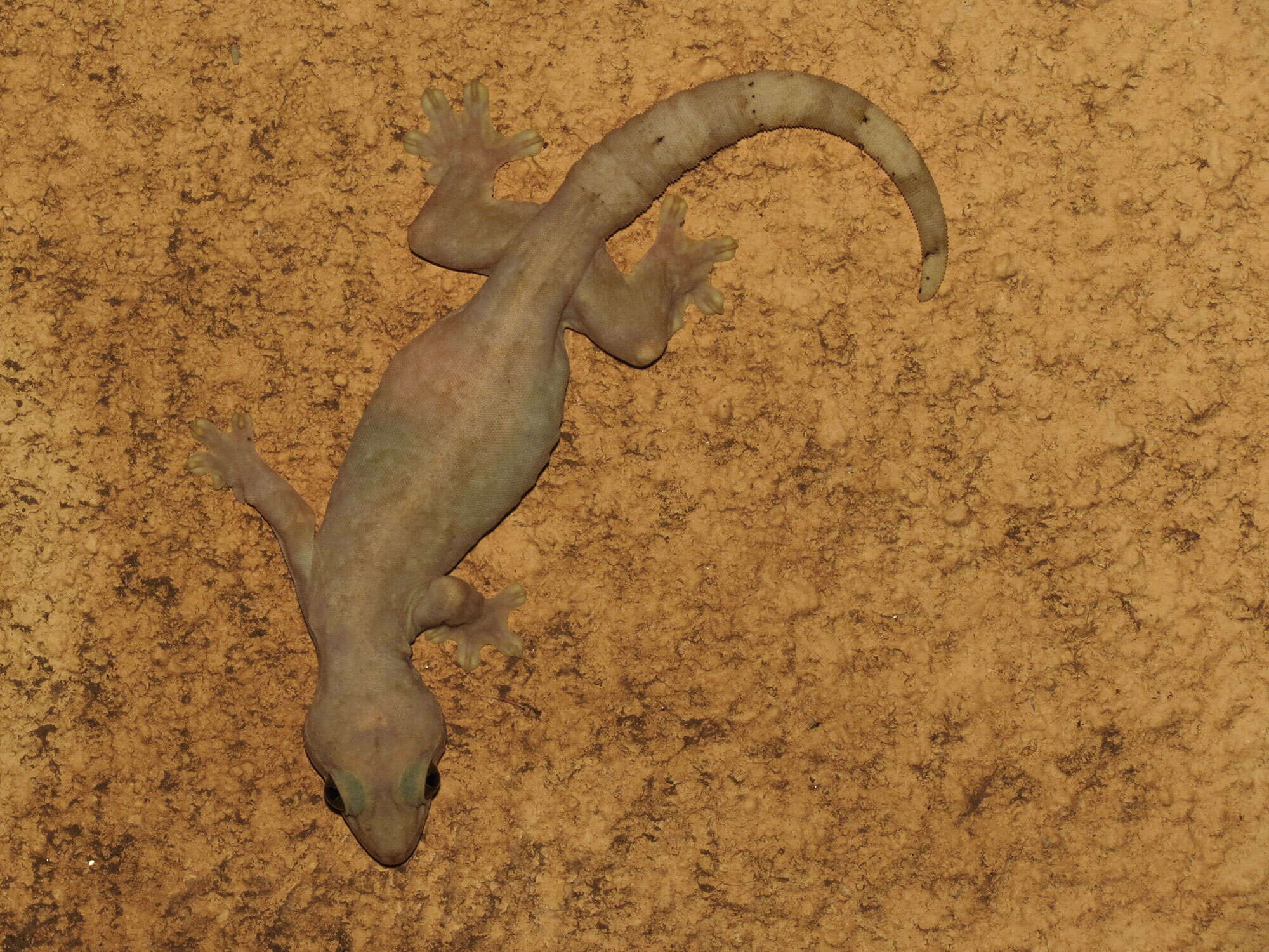 Image of Elba Gecko