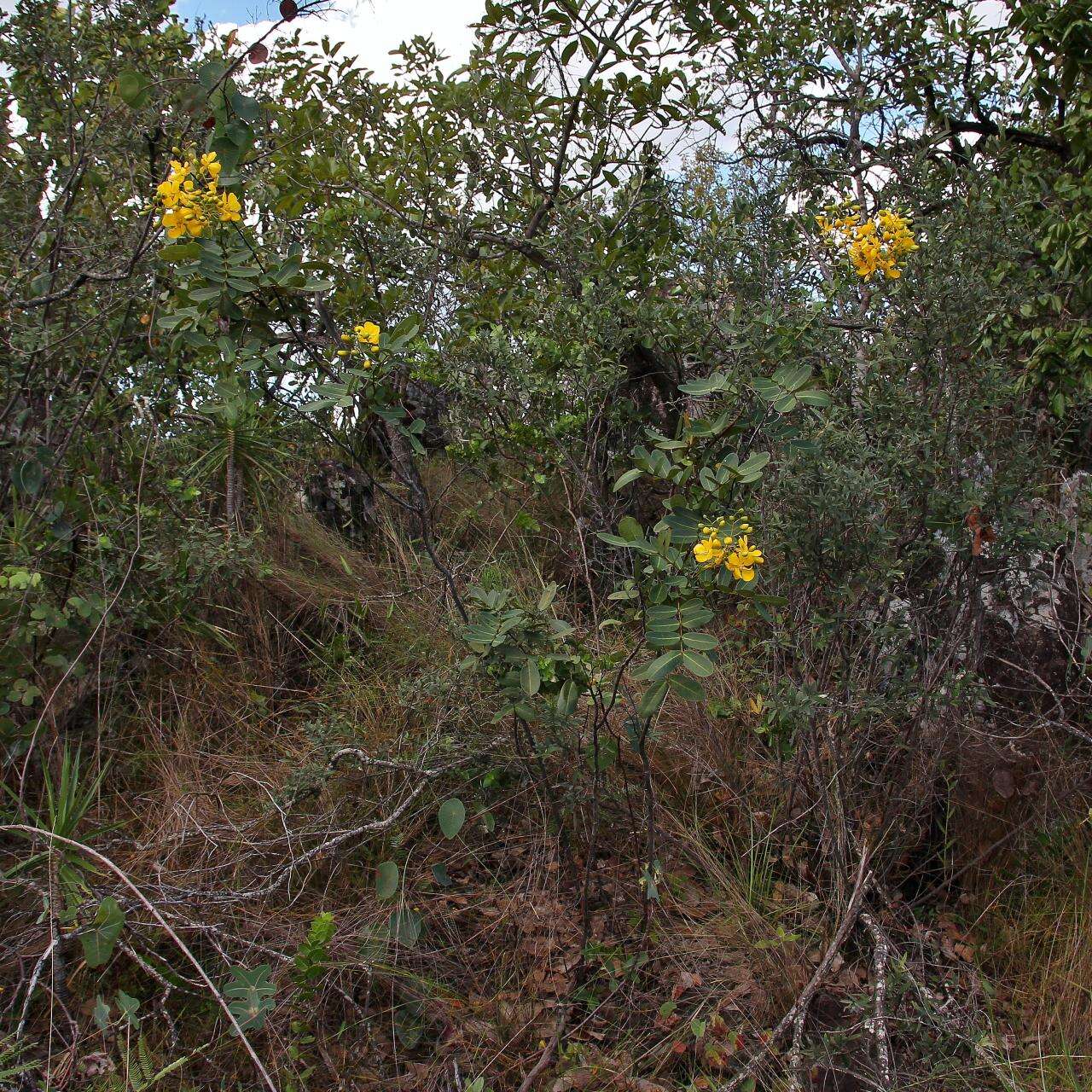 Senna corifolia (Benth.) H. S. Irwin & Barneby resmi