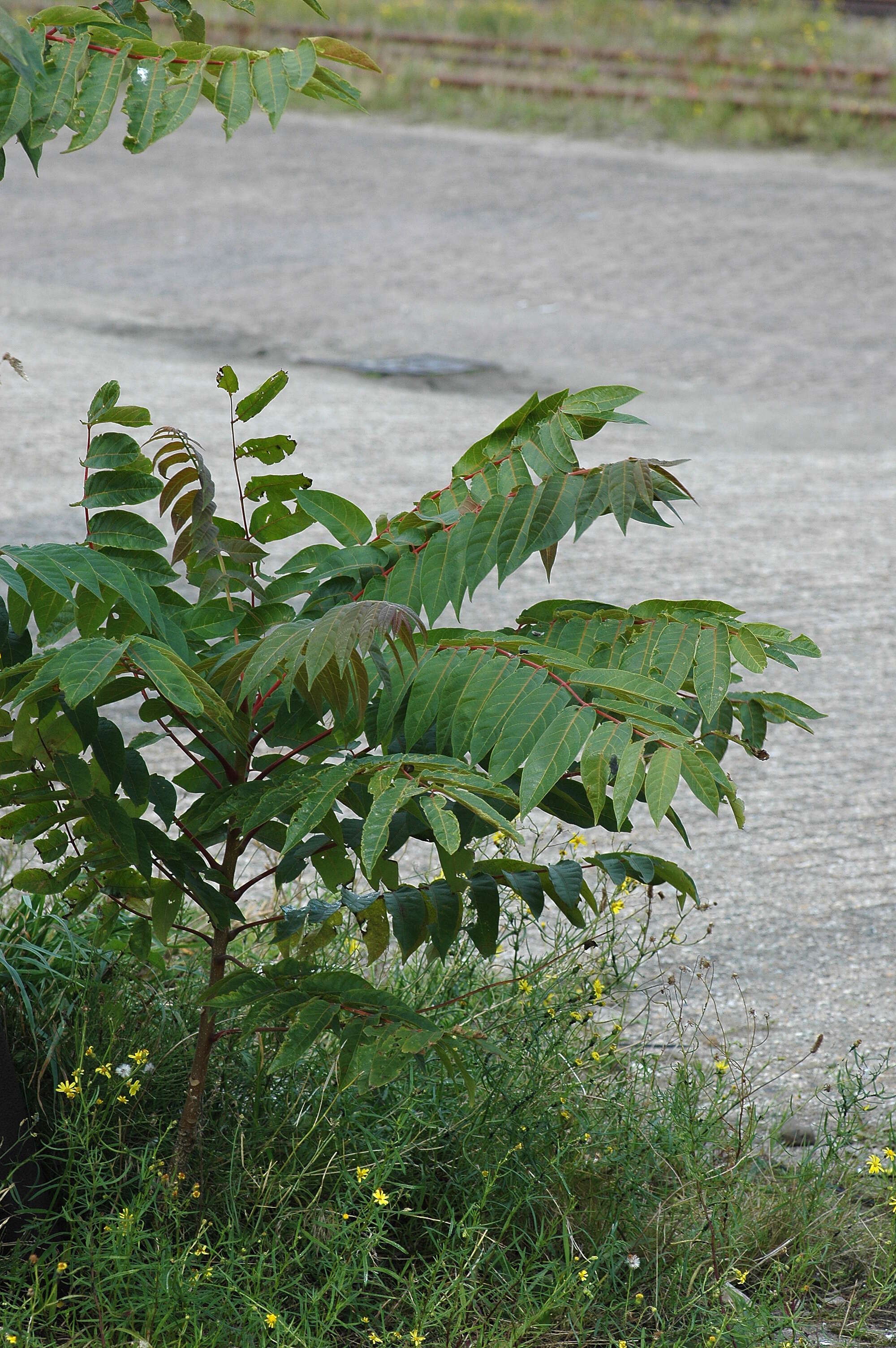 Image of tree-of-heaven