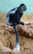 Image of Black-and-white Colobus Monkeys