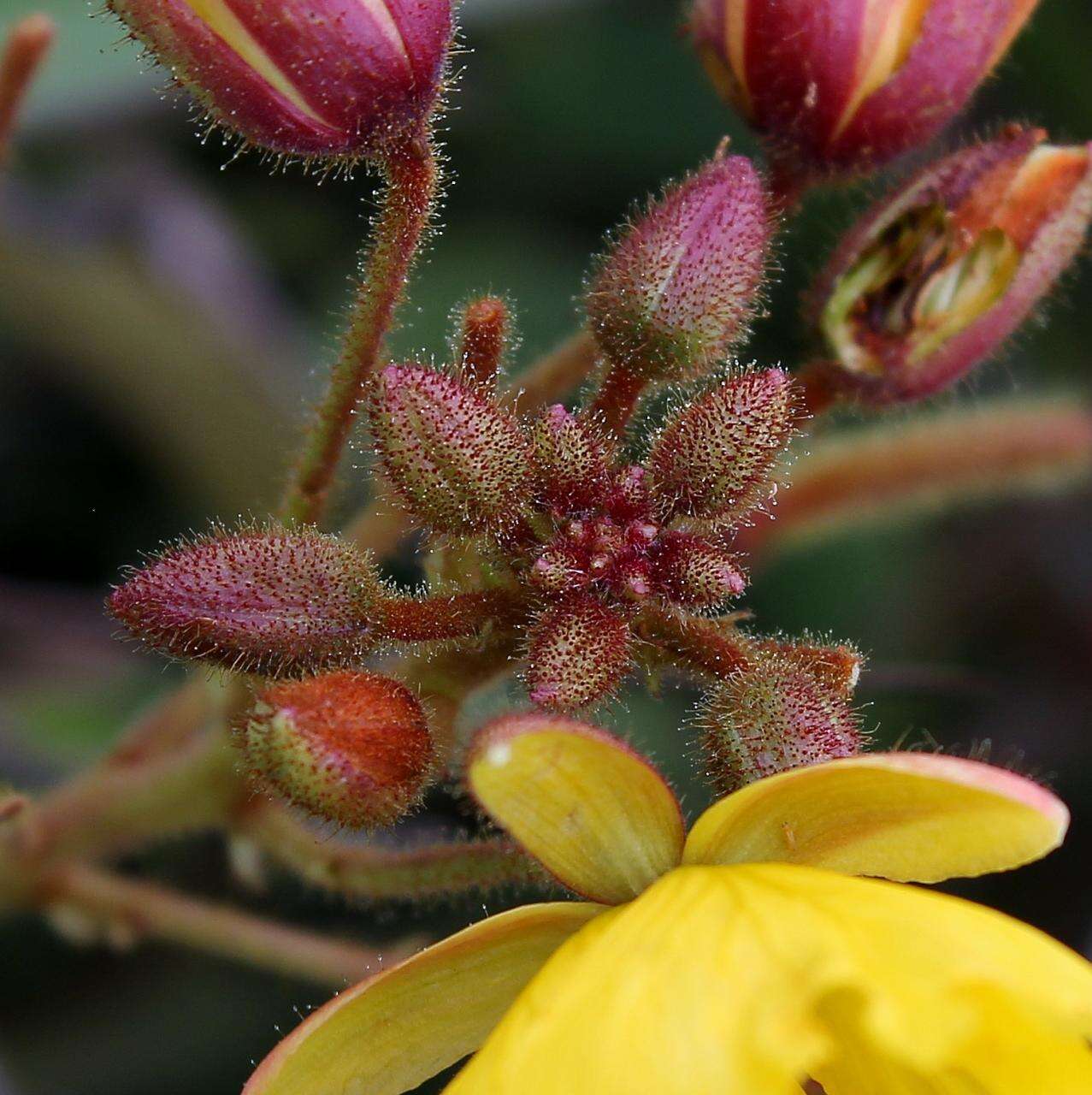 Image of Chamaecrista decumbens (Benth.) H. S. Irwin & Barneby