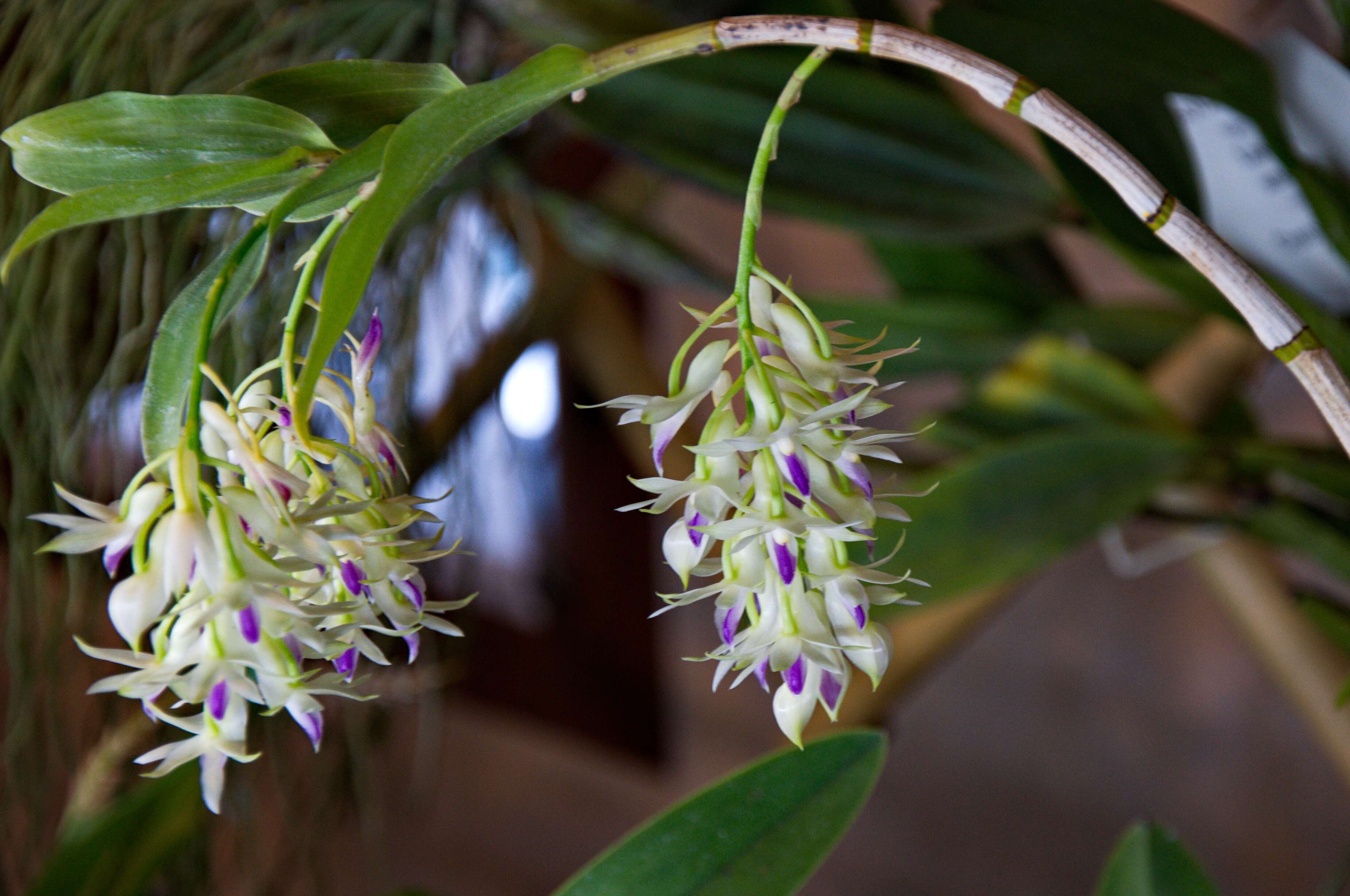 Sivun Dendrobium amethystoglossum Rchb. fil. kuva