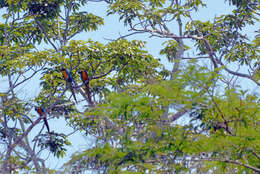 Image of macaws