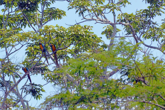 Image of Blue-and-yellow Macaw