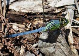 Image of Eastern Pondhawk