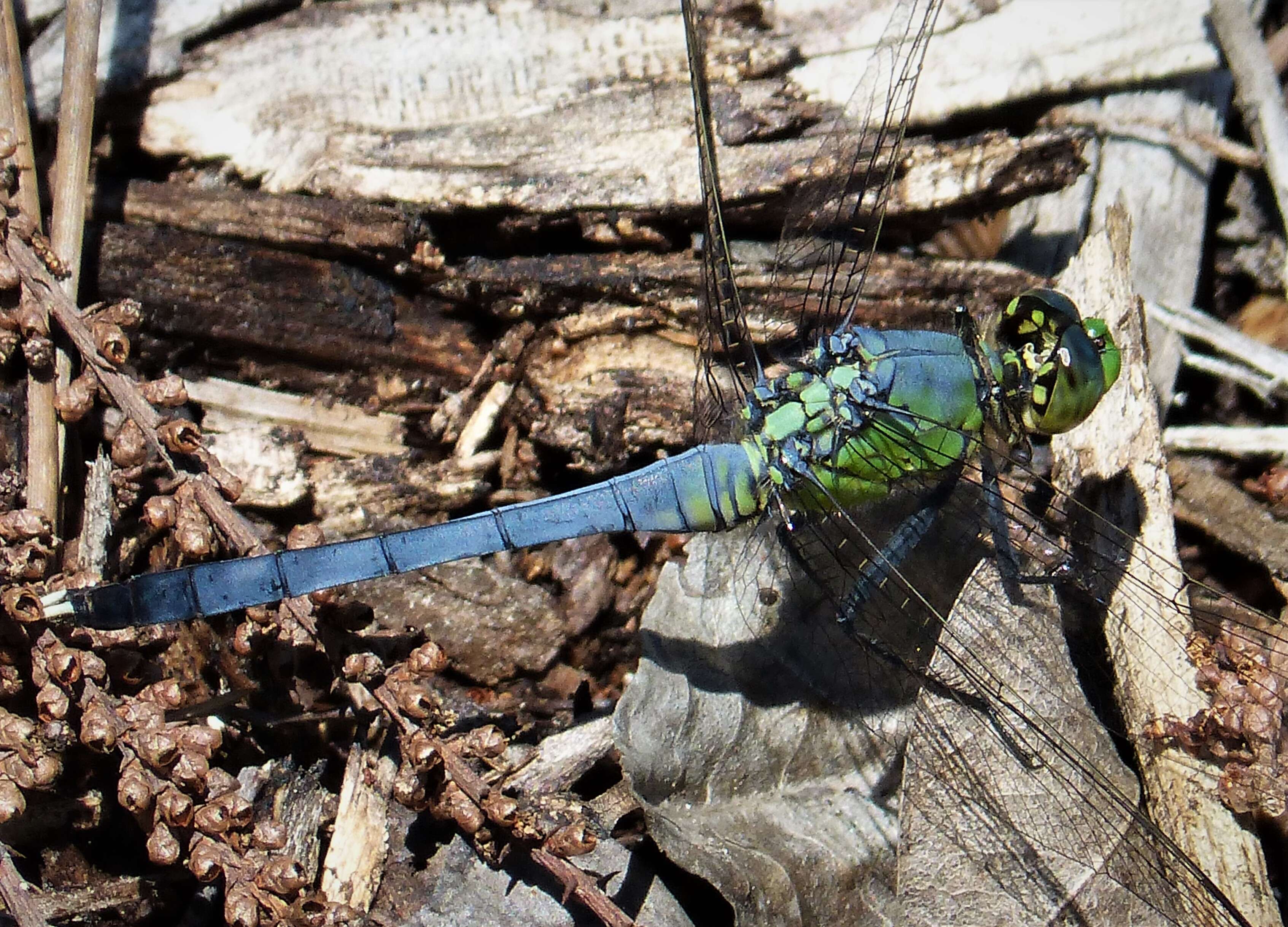 Image of Eastern Pondhawk