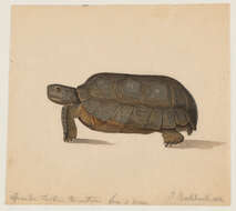 Imagem de Astrochelys radiata (Shaw 1802)