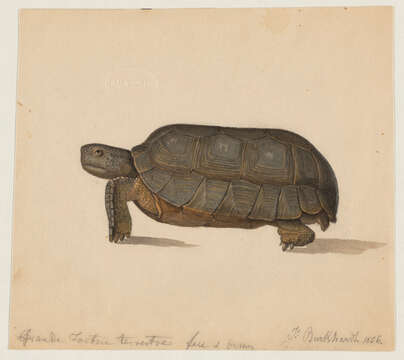 Image of Radiated Tortoise