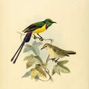 Image of Nile Valley Sunbird