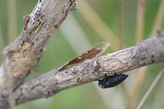 Image de Capnodis tenebrionis (Linnaeus 1761)