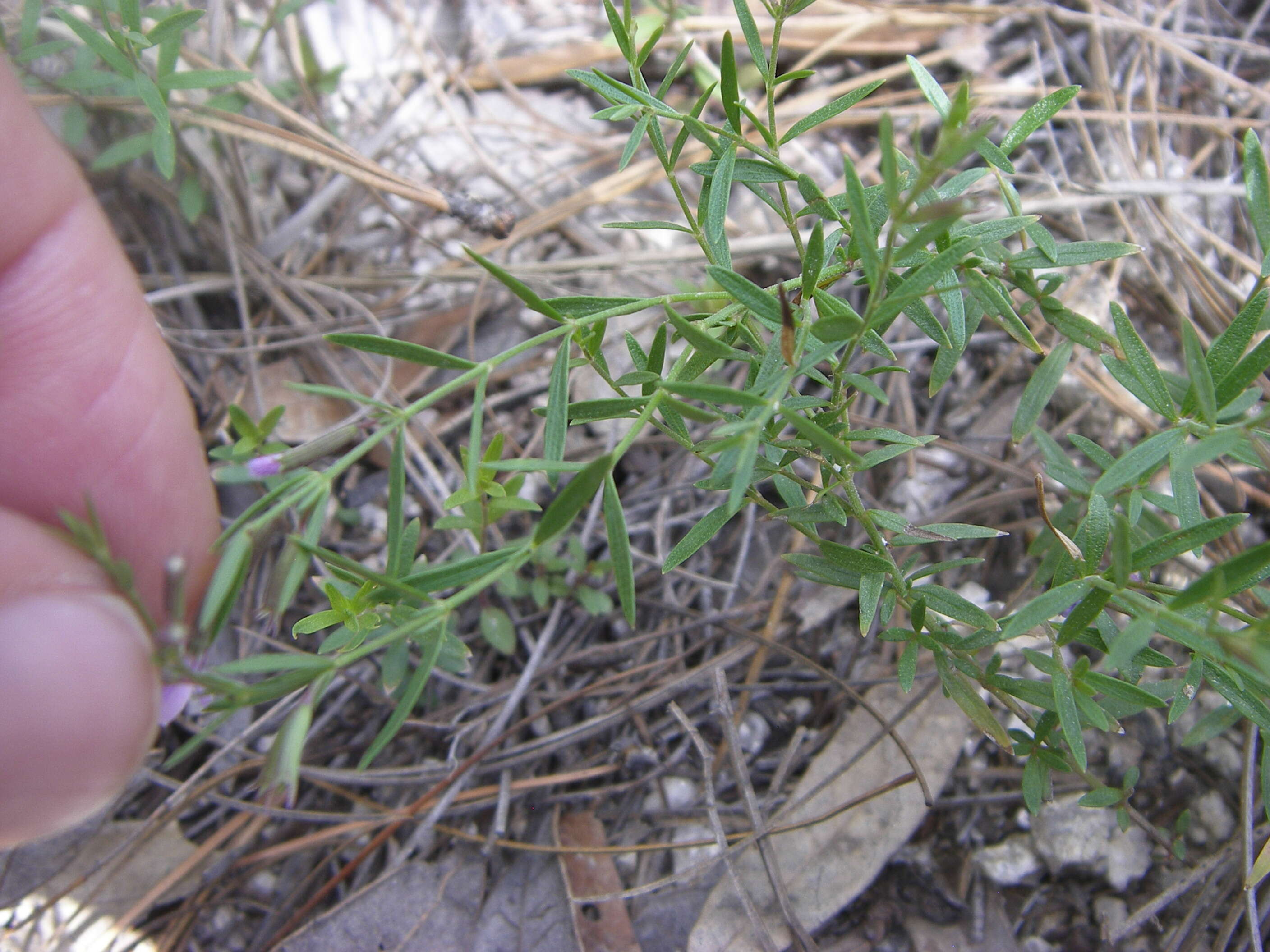 Image of aromatic false pennyroyal