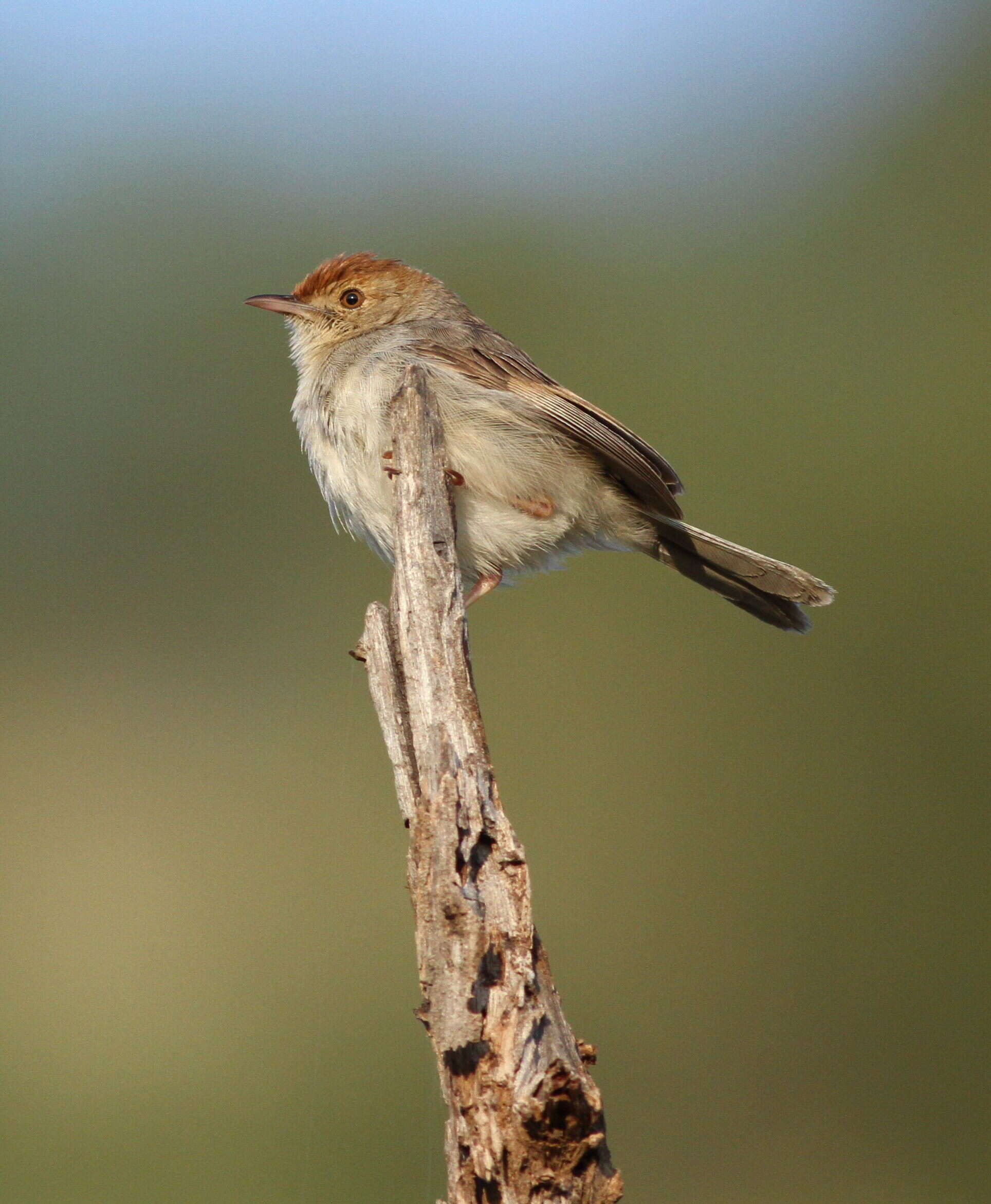 Imagem de Cisticola fulvicapilla (Vieillot 1817)