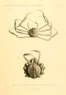 Image of Majoidea Samouelle 1819