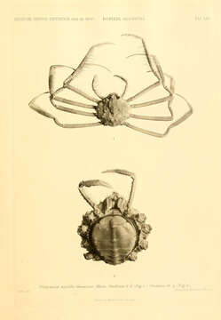 Image of Platymaia Miers 1885