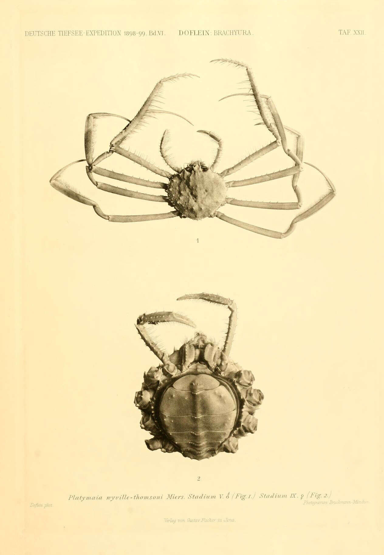 Image of Platymaia Miers 1885