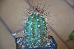 Image de Echinocereus coccineus Engelm.