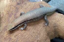 Image of Allapalli Grass Skink