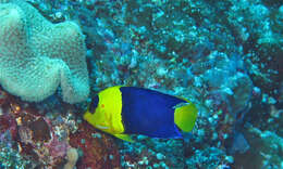 Image of Bicolor Angelfish