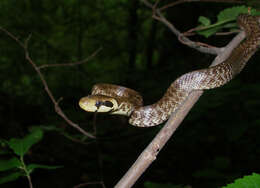 Image of Dahls Wipe Snake