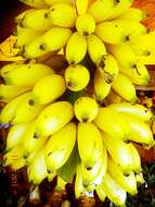 Image of banana