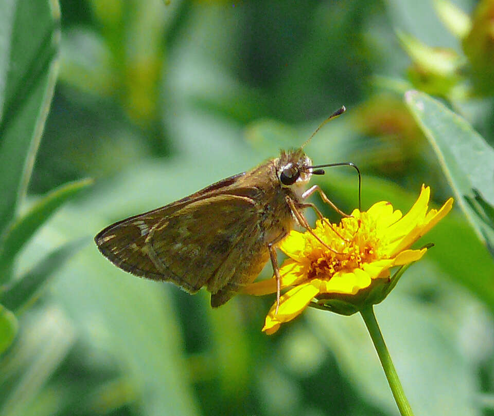 Plancia ëd Atalopedes campestris Boisduval 1852