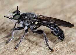 Image of Bee-like Robber Flies