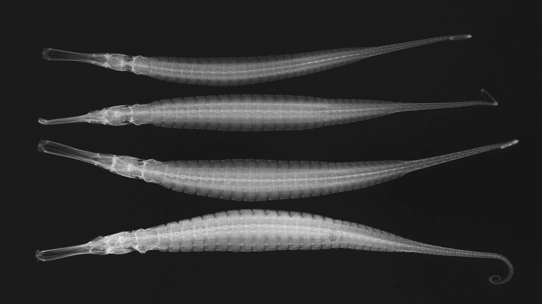 صورة Syngnathoides