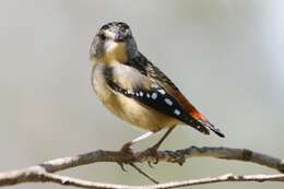 Image of pardalotes