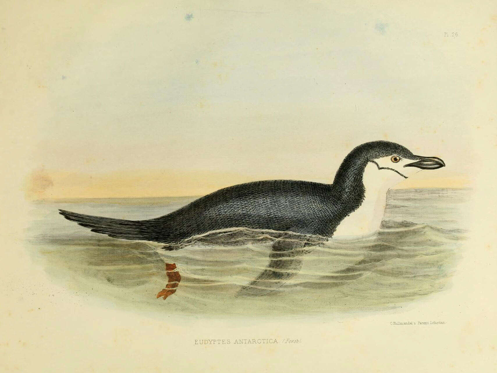 Plancia ëd Pygoscelis antarcticus (Forster & JR 1781)