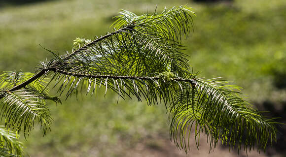 Abies religiosa (Kunth) Schltdl. & Cham. resmi