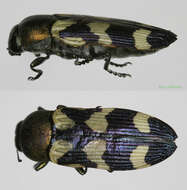 Image of Castiarina inconspicua (Saunders 1868)